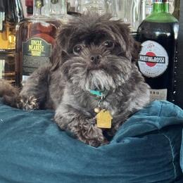 Jetson - Shih Tzu