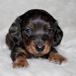 Dapple Male - Dapple male Dachshund puppy in Lily, Kentucky from Little Acres Miniature Dachshunds