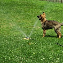 German Shepherd Puppies from Von Lindesfarne