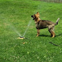 German Shepherd Puppies from Von Lindesfarne