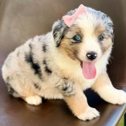 Pink collar - Blue merle female Miniature Australian Shepherd puppy in 32046, Florida from River Hill Ranch