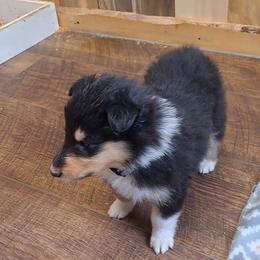 Grey girl - Black white and tan female Collie puppy in Kalispell, Montana from C4 Collies