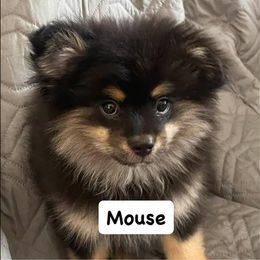Pomeranian Puppies from Twistedly Sweet Poms