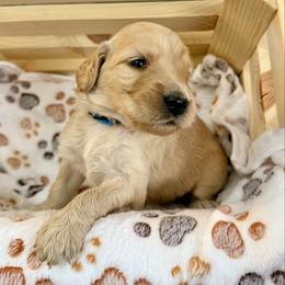 Brooks - Apricot male Goldendoodle puppy in Boise, Idaho from Goldendoodle Baby