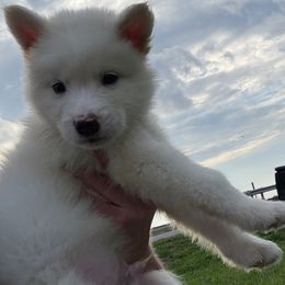 Thor - White male Alaskan Malamute puppy in Easton, Maryland from Stars Howl-O Kennels by FurEver Friends Inc