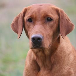 Hottie - Labrador Retriever