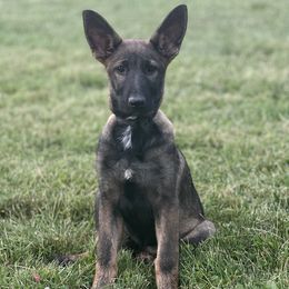 Pink Collar - Sable female German Shepherd puppy in Mc Loud, Oklahoma from Hilbun Family Kennels