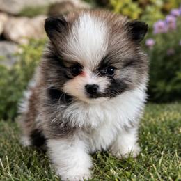 Teddy Graham - Cream sable parti male Pomeranian puppy in Buck Valley, Pennsylvania from Buck Valley Pomeranians