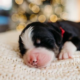 Holly - Phantom Bernedoodle puppy in Grants Pass, Oregon from Royal Empire Bernedoodles