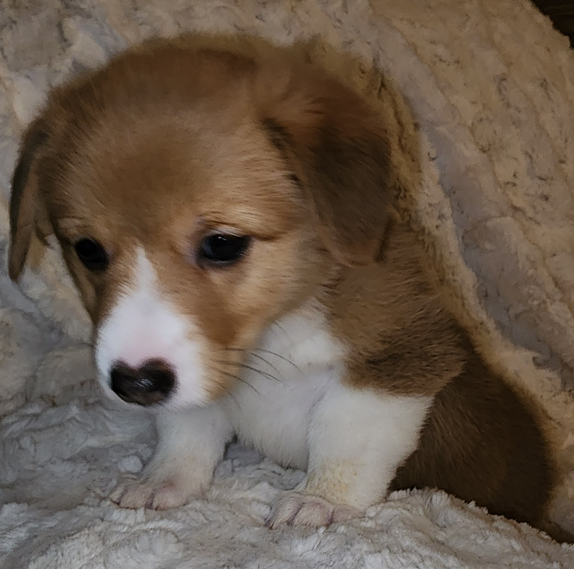 Pembroke Welsh Corgi Puppies from Tiny Titans K9