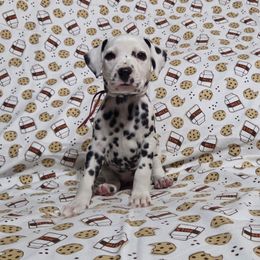 Cake Donut- Red - White and black female Dalmatian puppy in Claremore, Oklahoma from Lotsofdots Dalmatians