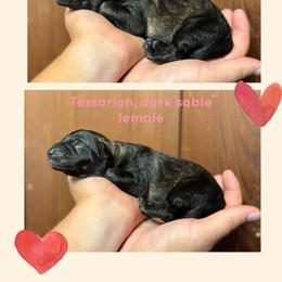 Tessarion - Sable female German Shepherd puppy in Santa Cruz, California from Von Guadachi German Shepherds & Audacity Border Collies