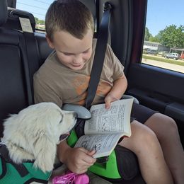 Goldendoodle and Golden Retriever Puppies from Goldens and Doodles of MN