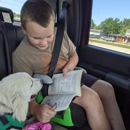 Goldendoodle and Golden Retriever Puppies from Goldens and Doodles of MN