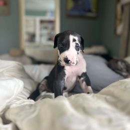 Amaretto - Great Dane puppy from Gigantes de Cervantes