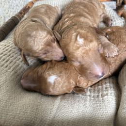 Abstract apricot girl - Apricot female Poodle puppy in Anna, Texas from Sweet Country Standards