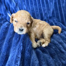 Lavender Girl 4 - Apricot female Cavapoo puppy in Nampa,, Idaho from Clig Doodle Days
