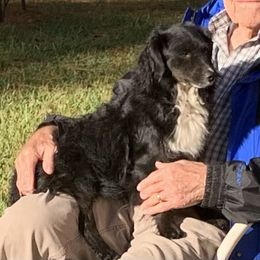 Nelly - Aussiedoodle