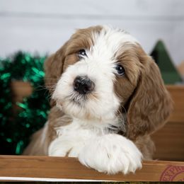 Bernedoodle and Goldendoodle Puppies from Gold Diamond Pup