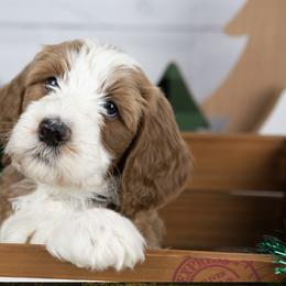 Bernedoodle and Goldendoodle Puppies from Gold Diamond Pup