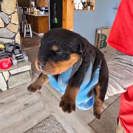 Lil Filly - Black and mahogany male Rottweiler puppy in Salt Lake City, Utah from Snubnose Rottweilers LLC