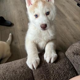 Boy 4 - Copper - Sable and white male Siberian Husky puppy in Independence, Wisconsin from Hito's Huskies
