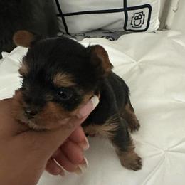 Benny orange collar - Black and tan male Yorkshire Terrier puppy in Selden, New York from Alisha's Yorkshire Terriers