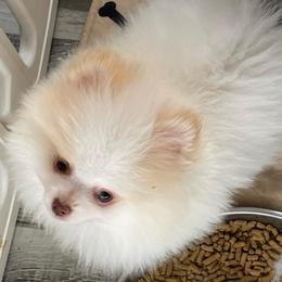 Boy 4 - Cream male Pomeranian puppy in Jamestown, California from Park Avenue Poms