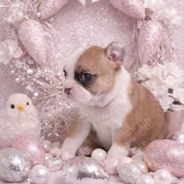 Dark Fawn Girl - Seal brindle and white female Boston Terrier puppy in San Antonio, Texas from JT Bostons