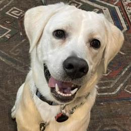 Labrador Retrievers from Roland’s English Labradors