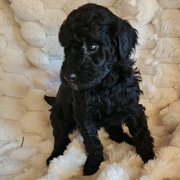 Petunia - Black female Poodle puppy in San Tan Valley, Arizona from Desert Storm Poodles