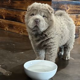 Chinese Shar-Pei Puppies from SNK Shar-Pei