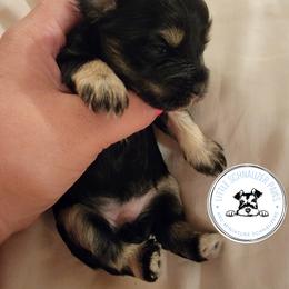Miniature Schnauzer Puppies from Little Schnauzer Paws