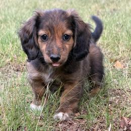 Bailey - Brindle female Dachshund puppy in Lancaster, South Carolina from Oakview Kennels