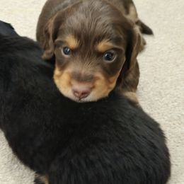 Boy 2 - Chocolate and tan male Dachshund puppy in Willcox, Arizona from Tootsie's Tiny Toes