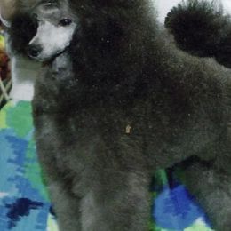 Poodles from Cabryn Poodles