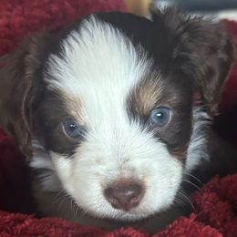 Cinnamon - Red tri female Miniature Australian Shepherd puppy in Shingle Springs, California from Dream Dog Mini Aussies