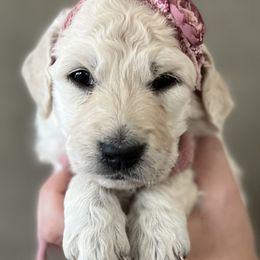 Bernedoodles and Goldendoodles from Baileys Ranch