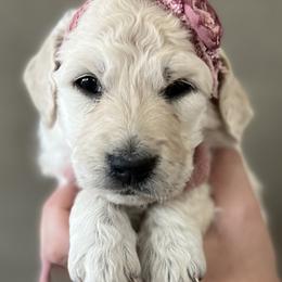 Bernedoodles and Goldendoodles from Baileys Ranch