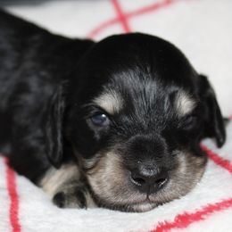 Goose - Black and cream male Dachshund puppy in North Ogden, Utah from Flying S Mini Dachshunds
