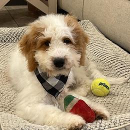Berry - Parti female Goldendoodle puppy in Sugarcreek, Ohio from True Hearted Doodles
