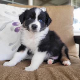 Australian Shepherd Puppies from RussKris Farms Aussies