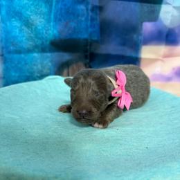 Gary - Isabella female German Shepherd puppy in Magnolia, Texas from K & Q Shepherds