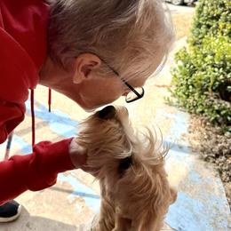 Irish - Wheaten male Soft Coated Wheaten Terrier puppy in Gordonville, Texas from Serenity Valley Wheatens