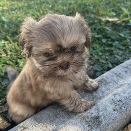 Shih Tzu Puppies from Staci Paysinger