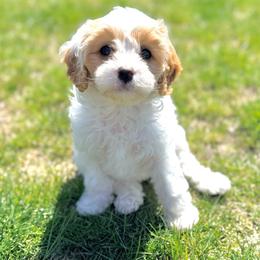 Dottie - Blenheim female Cavapoo puppy in Kennewick, Washington from The Little Park Farm