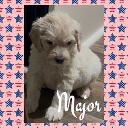 Major - Cream male Goldendoodle puppy in Ankeny, Iowa from Iowadoodles2love
