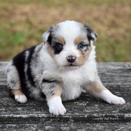 Tina - Blue merle female Miniature Australian Shepherd puppy in Evant, Texas from Lazy VT Bar Ranch