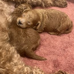 Poodle Puppies from The Poodlemen