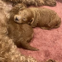 Poodle Puppies from The Poodlemen
